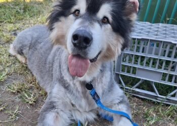 A Royal Soul in Search of His Castle