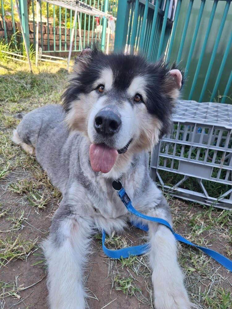 A Royal Soul in Search of His Castle