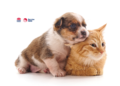 Digital Revolution: NSW’s New Pet Registry Brings Pet Management to Your Fingertips
