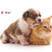 Digital Revolution: NSW’s New Pet Registry Brings Pet Management to Your Fingertips
