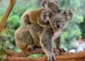 Koala-proofing Appin Road: Fences, Escape Poles, and a Marsupial Masterplan