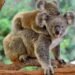 Koala-proofing Appin Road: Fences, Escape Poles, and a Marsupial Masterplan